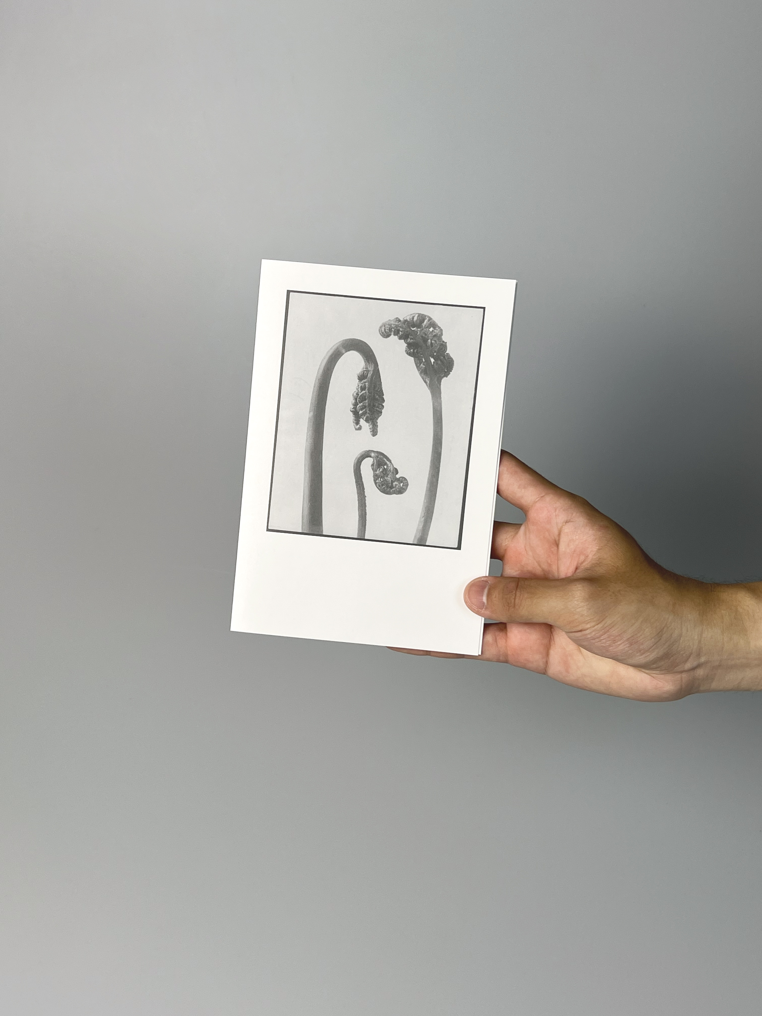 Postkarte – Karl Blossfeldt